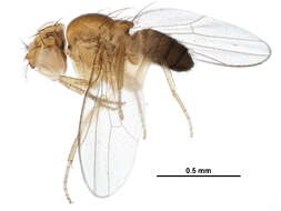 Imagem de Scaptodrosophila