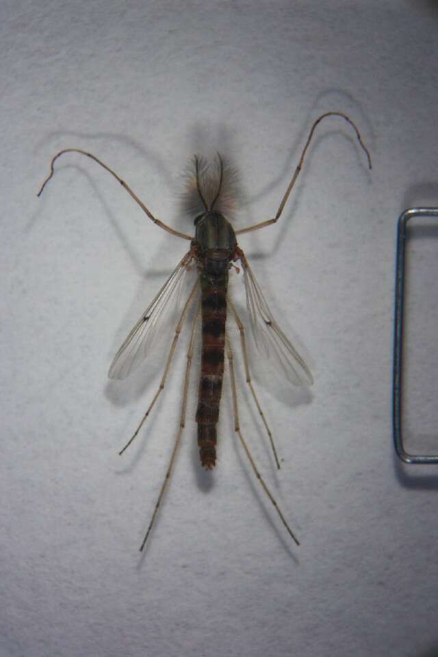 Image of Buzzer midge