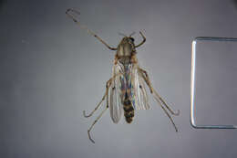 Image of Buzzer midge