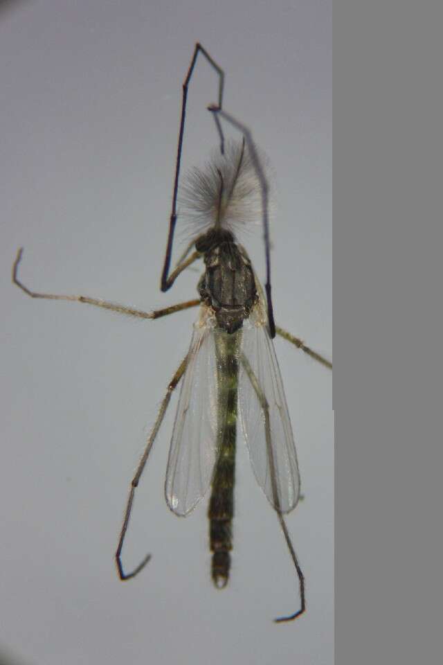 Image of Chironomus nippodorsalis Sasa 1979