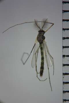 Image of Chironomus nippodorsalis Sasa 1979