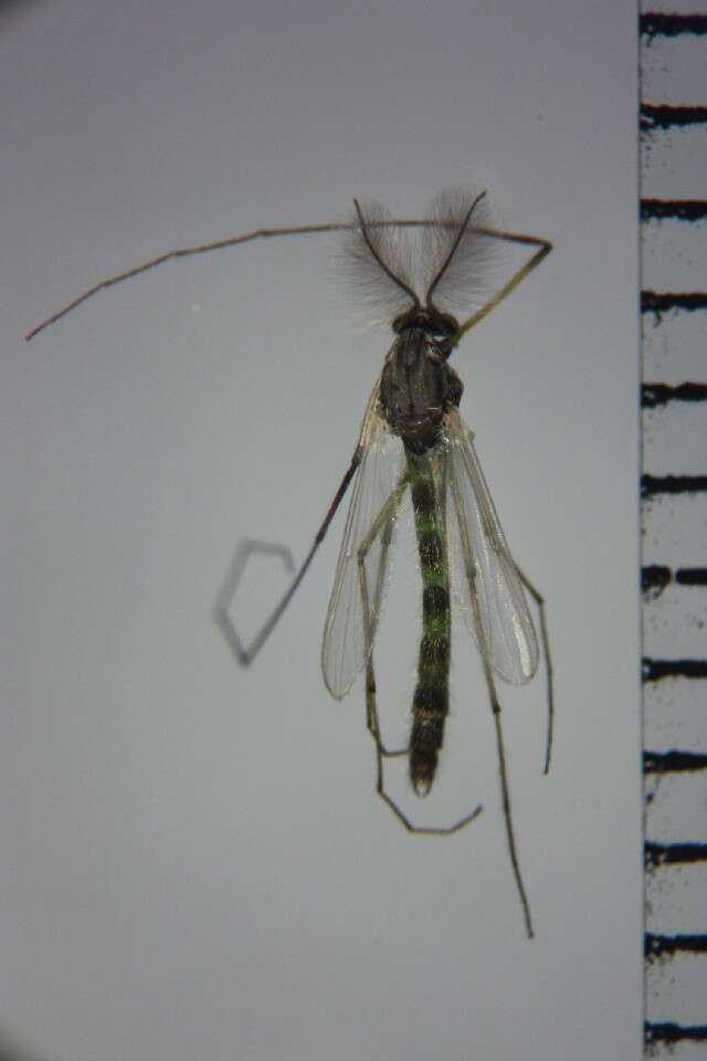 Image of Chironomus nippodorsalis Sasa 1979