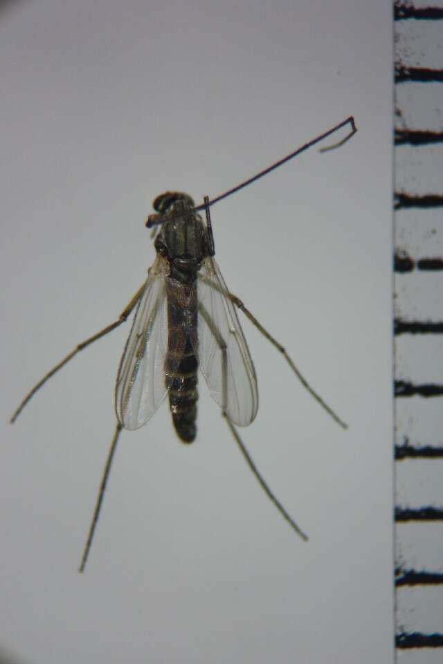 Image of Chironomus nippodorsalis Sasa 1979