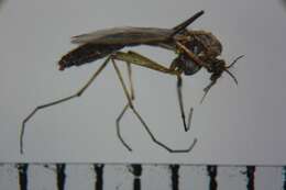 Image of Chironomus nippodorsalis Sasa 1979