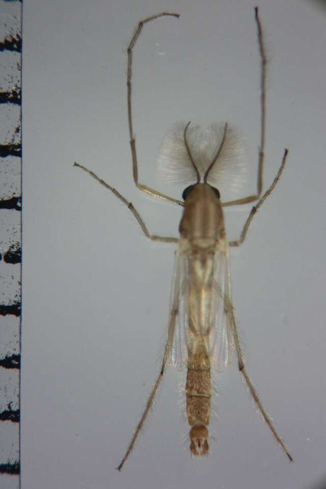 Image of Kiefferulus tainanus