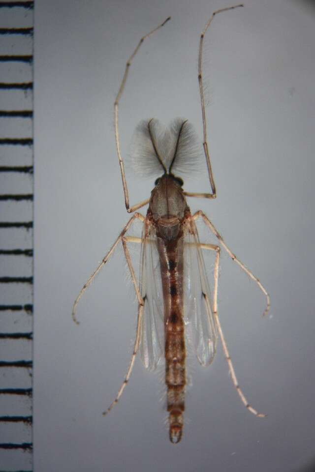 Image of Buzzer midge