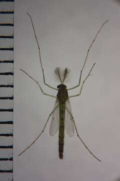 Image of Chironomus samoensis Edwards 1928