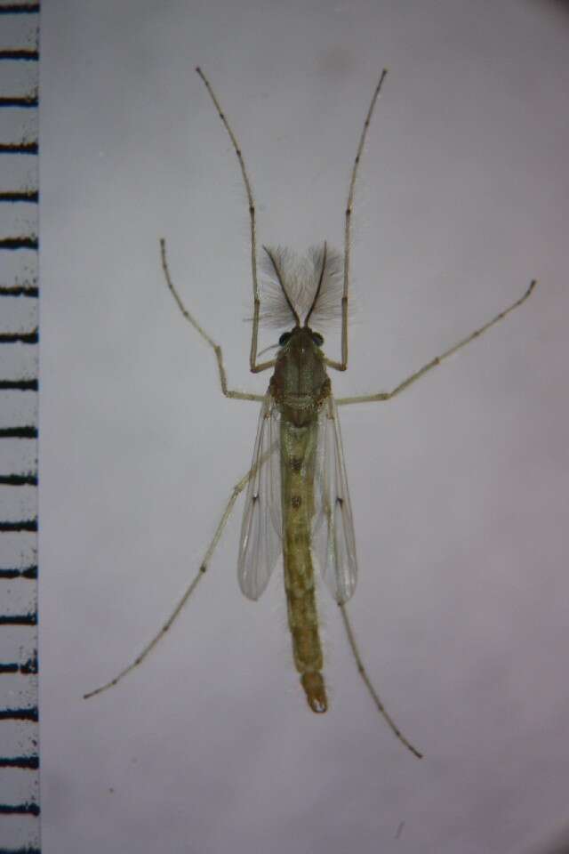 Image of Buzzer midge