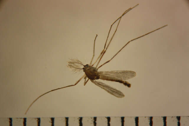 Image de Trissopelopia longimana (Staeger 1839)