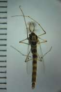 Image of Buzzer midge