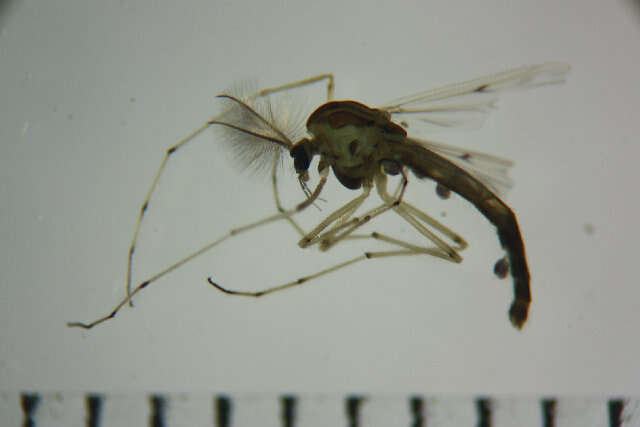 Image of Chironomus kiiensis Tokunaga 1936