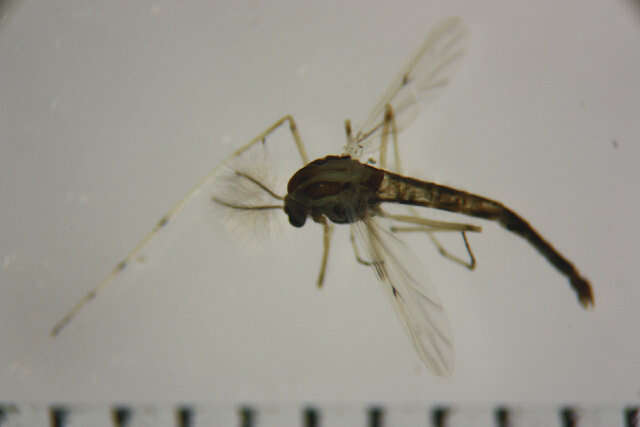 Image of Chironomus kiiensis Tokunaga 1936