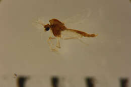Image of <i>Pseudosmittia tuvaluensis</i>