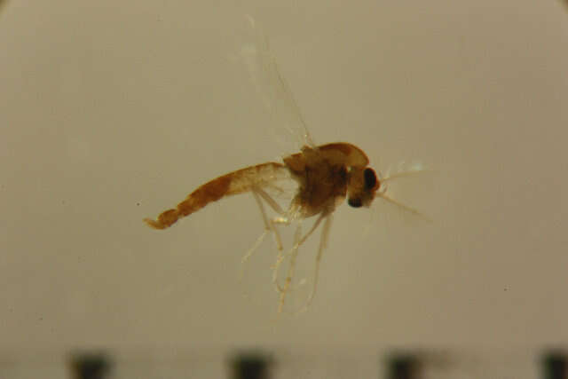 Слика од <i>Pseudosmittia tuvaluensis</i>