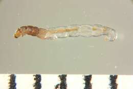 Imagem de <i>Nanocladius sigaensis</i>