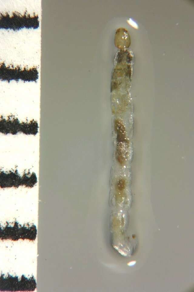 Image of <i>Nanocladius sigaensis</i>