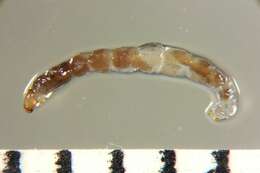 Image of <i>Nanocladius sigaensis</i>