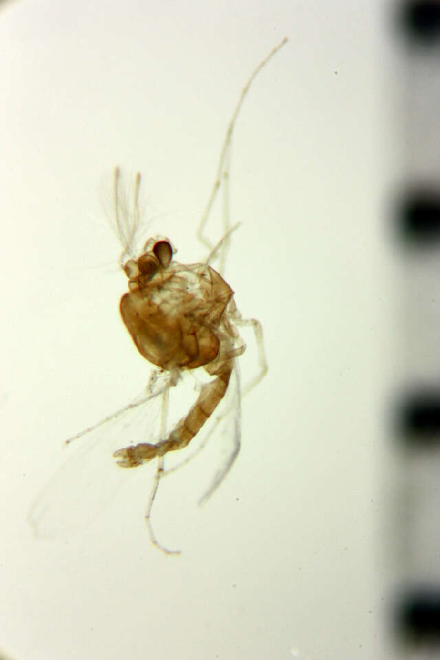 Image of Nanocladius tamabicolor Sasa 1981