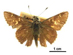 Image of Atrytonopsis