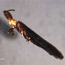 Image of Clothodidae