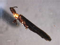 Image of Clothodidae