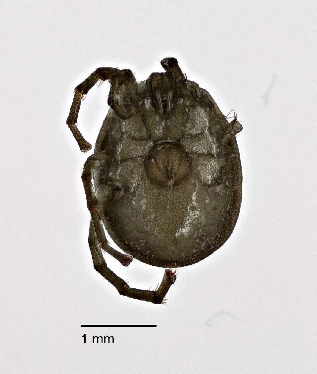Image of Thermacaridae