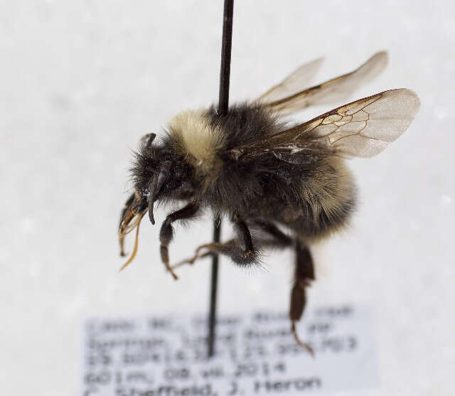 Слика од Bombus occidentalis occidentalis Greene 1858