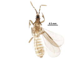 Image de Enicocephalomorpha