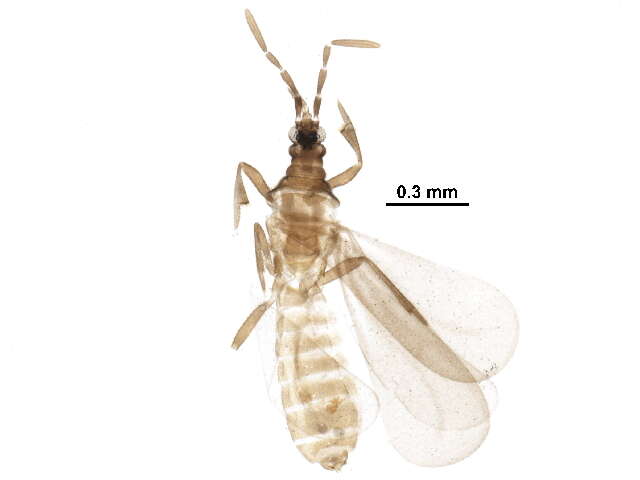 Image of Enicocephalomorpha