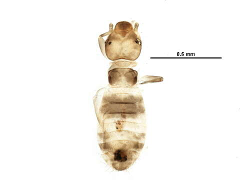 Image of Liposcelidinae Broadhead 1950