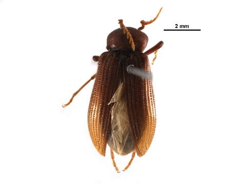 Image of cerophytid beetles