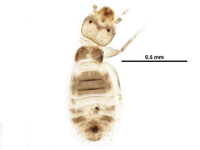 Image of Liposcelidinae Broadhead 1950