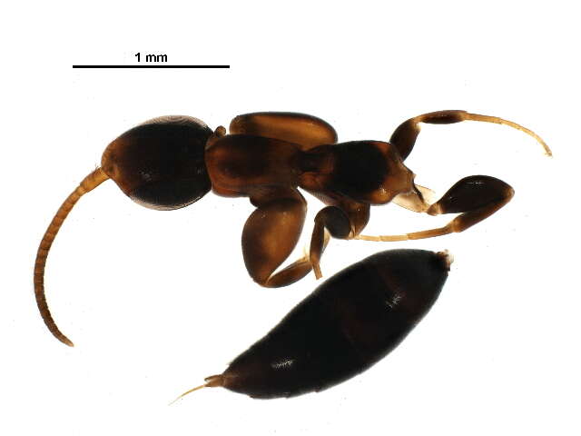 Image of sclerogibbid wasp