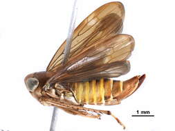 Image of Coelidiinae