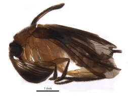 Image of ripiphorid beetles