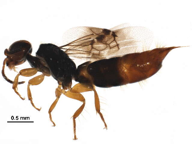 Image of Scolebythidae