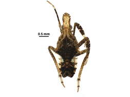 Image of fulgorid planthoppers