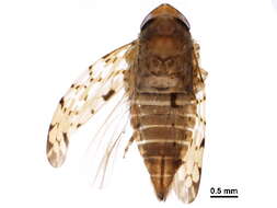 Image of Xestocephalus