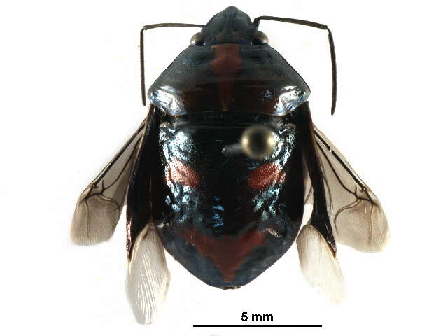 Image of Augocoris gomesii Burmeister 1835