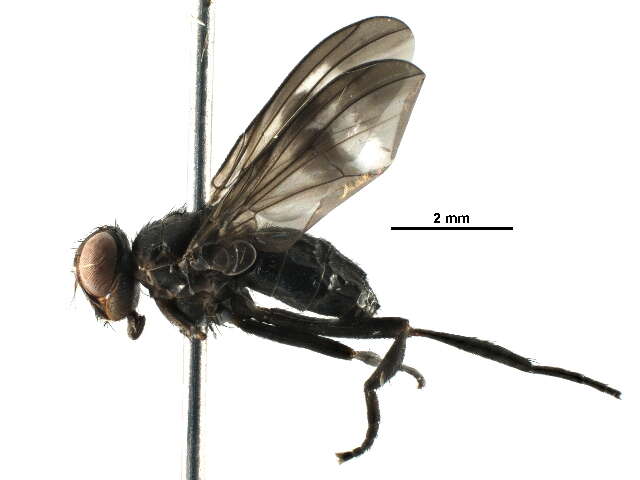 Image of woodlouse flies