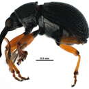 Image of Coelocephalapion