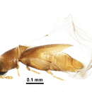 Image of Ptiliinae