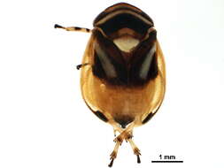 صورة Clastopteridae