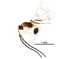 Image of Acmopolynema