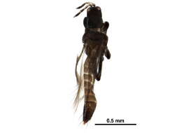 Image of predatory thrips