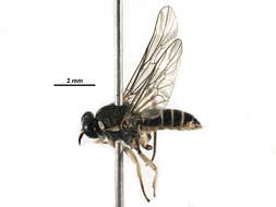 Image of xylomyid flies