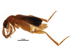 Image of ripiphorid beetles