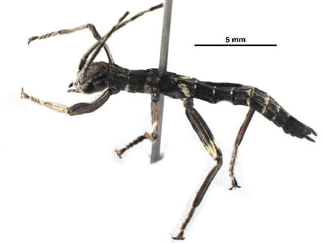 Image of Prisopodidae