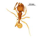 Plancia ëd <i>Pheidole glomericeps</i>