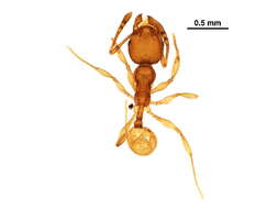 Image of <i>Pheidole glomericeps</i>